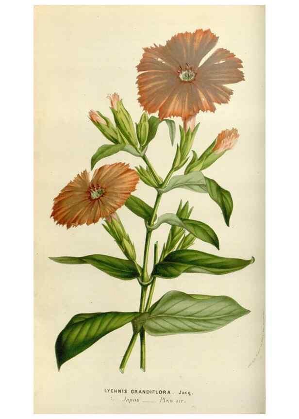 Reproducción/Reproduction 49584265762: Flore des serres et des jardins de l'Europe. A Gand :chez Louis van Houtte, eÌditeur,1845-1880.. 
