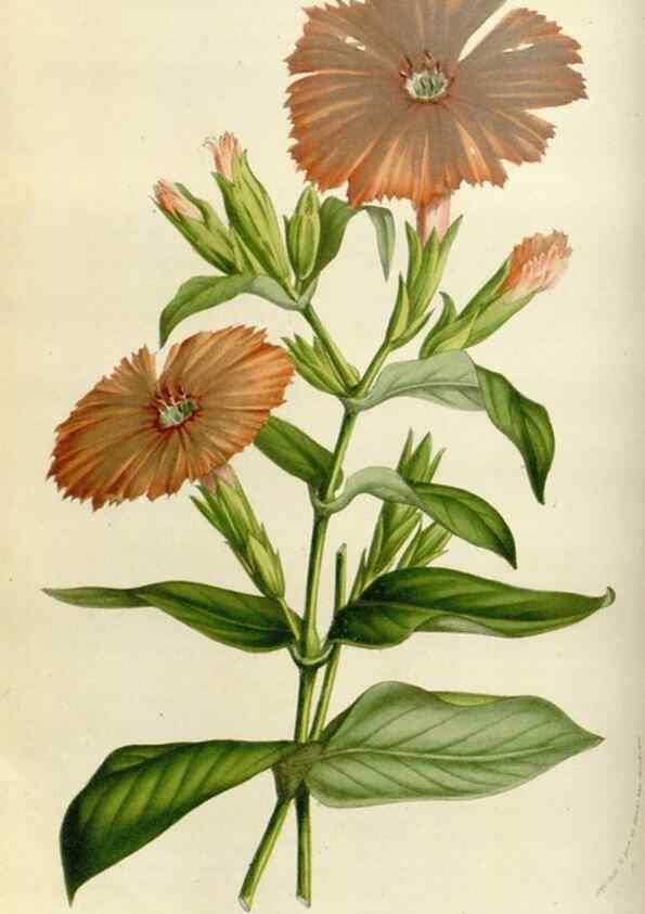 Reproducción/Reproduction 49584265762: Flore des serres et des jardins de l'Europe. A Gand :chez Louis van Houtte, eÌditeur,1845-1880.. 