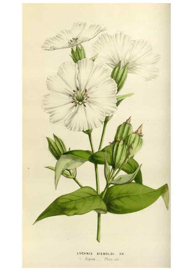 Reproducción/Reproduction 49584266132: Flore des serres et des jardins de l'Europe. A Gand :chez Louis van Houtte, eÌditeur,1845-1880.. 