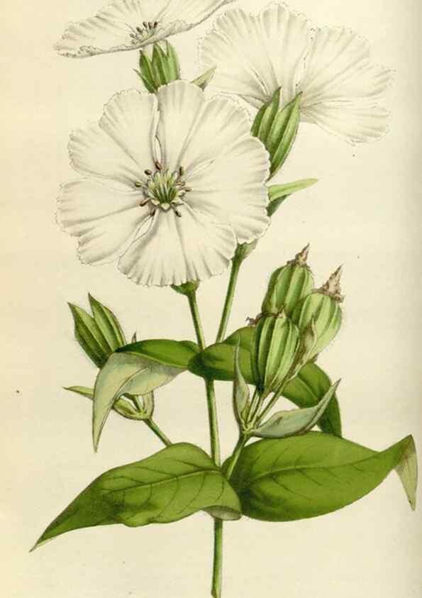 Reproducción/Reproduction 49584266132: Flore des serres et des jardins de l'Europe. A Gand :chez Louis van Houtte, eÌditeur,1845-1880.. 