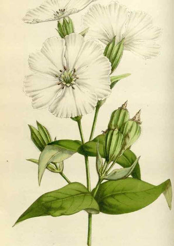 Reproducción/Reproduction 49584266132: Flore des serres et des jardins de l'Europe. A Gand :chez Louis van Houtte, eÌditeur,1845-1880.. 