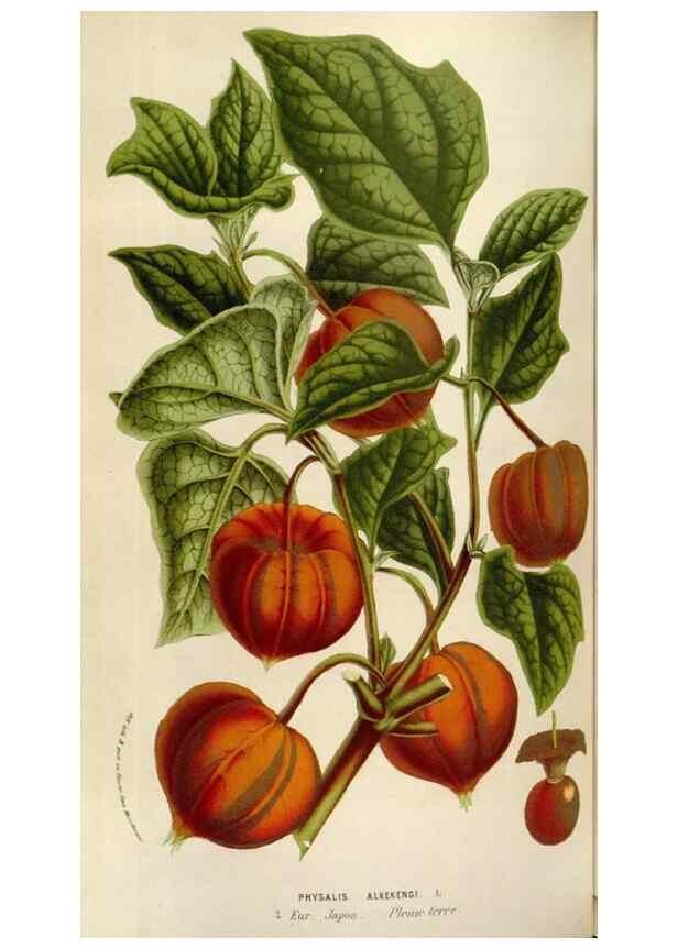 Reproducción/Reproduction 49583547868: Flore des serres et des jardins de l'Europe. A Gand :chez Louis van Houtte, eÌditeur,1845-1880.. 