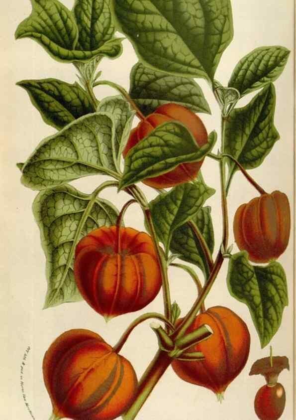 Reproducción/Reproduction 49583547868: Flore des serres et des jardins de l'Europe. A Gand :chez Louis van Houtte, eÌditeur,1845-1880.. 