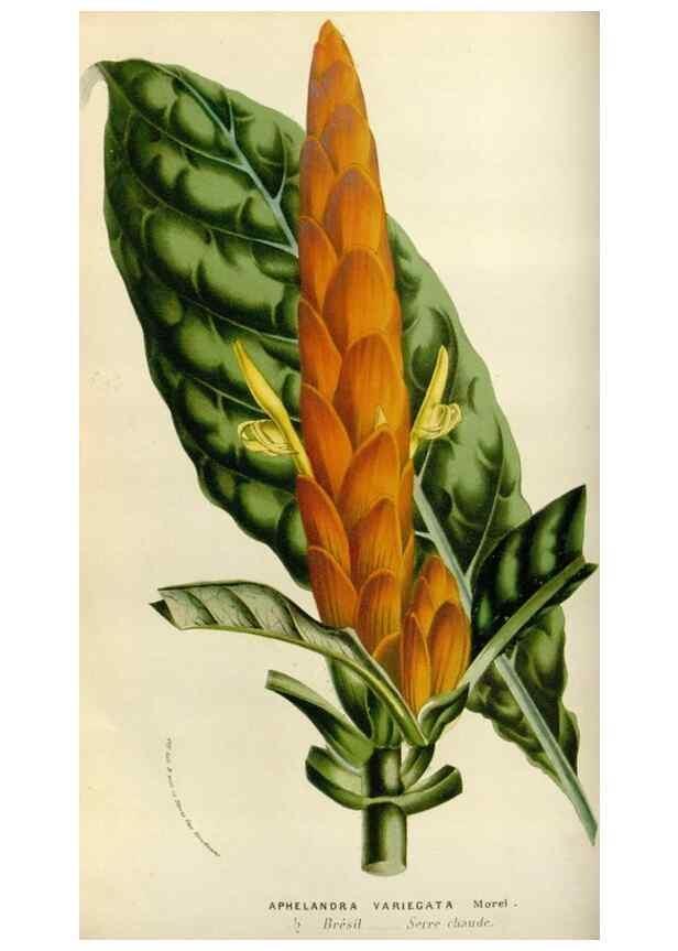 Reproducción/Reproduction 49584033791: Flore des serres et des jardins de l'Europe. A Gand :chez Louis van Houtte, eÌditeur,1845-1880.. 