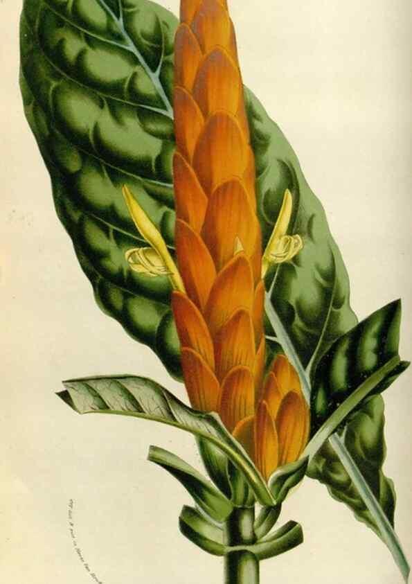 Reproducción/Reproduction 49584033791: Flore des serres et des jardins de l'Europe. A Gand :chez Louis van Houtte, eÌditeur,1845-1880.. 