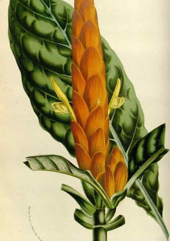 Reproducción/Reproduction 49584033791: Flore des serres et des jardins de l'Europe. A Gand :chez Louis van Houtte, eÌditeur,1845-1880.. 