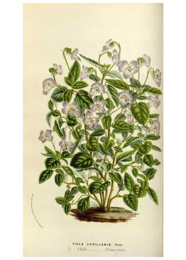 Reproducción/Reproduction 49583536293: Flore des serres et des jardins de l'Europe. A Gand :chez Louis van Houtte, eÌditeur,1845-1880.. 