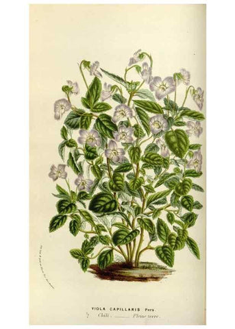 Reproducción/Reproduction 49583536293: Flore des serres et des jardins de l'Europe. A Gand :chez Louis van Houtte, eÌditeur,1845-1880.. 