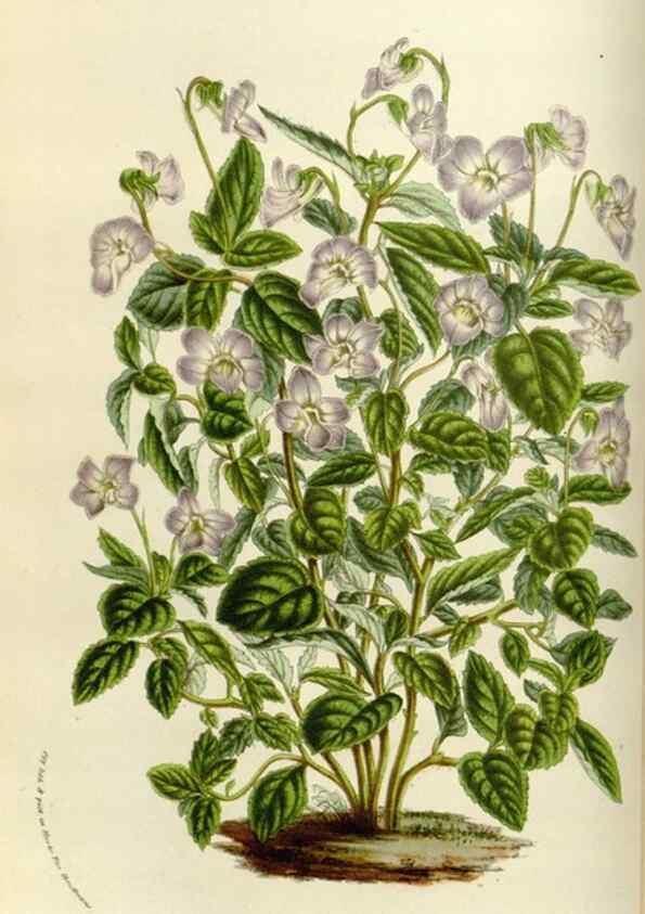 Reproducción/Reproduction 49583536293: Flore des serres et des jardins de l'Europe. A Gand :chez Louis van Houtte, eÌditeur,1845-1880.. 