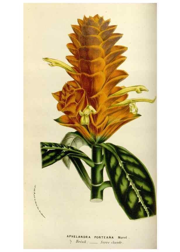 Reproducción/Reproduction 49584267762: Flore des serres et des jardins de l'Europe. A Gand :chez Louis van Houtte, eÌditeur,1845-1880.. 