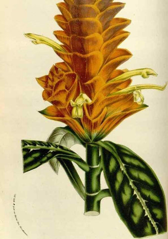 Reproducción/Reproduction 49584267762: Flore des serres et des jardins de l'Europe. A Gand :chez Louis van Houtte, eÌditeur,1845-1880.. 