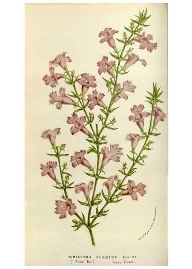 Reproducción/Reproduction 49583537023: Flore des serres et des jardins de l'Europe. A Gand :chez Louis van Houtte, eÌditeur,1845-1880.. 