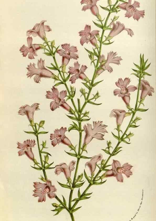 Reproducción/Reproduction 49583537023: Flore des serres et des jardins de l'Europe. A Gand :chez Louis van Houtte, eÌditeur,1845-1880.. 