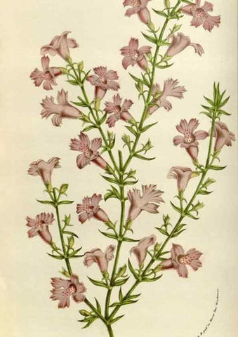 Reproducción/Reproduction 49583537023: Flore des serres et des jardins de l'Europe. A Gand :chez Louis van Houtte, eÌditeur,1845-1880.. 
