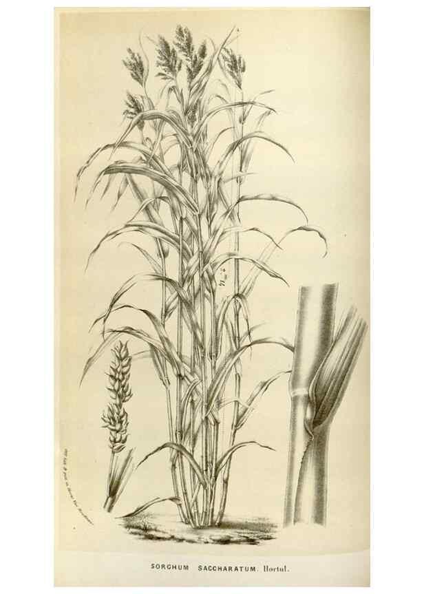 Reproducción/Reproduction 49584268457: Flore des serres et des jardins de l'Europe. A Gand :chez Louis van Houtte, eÌditeur,1845-1880.. 