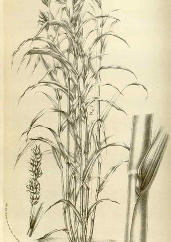 Reproducción/Reproduction 49584268457: Flore des serres et des jardins de l'Europe. A Gand :chez Louis van Houtte, eÌditeur,1845-1880.. 