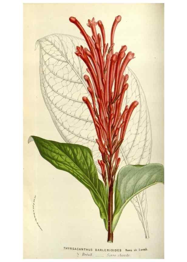 Reproducción/Reproduction 49584035886: Flore des serres et des jardins de l'Europe. A Gand :chez Louis van Houtte, eÌditeur,1845-1880.. 