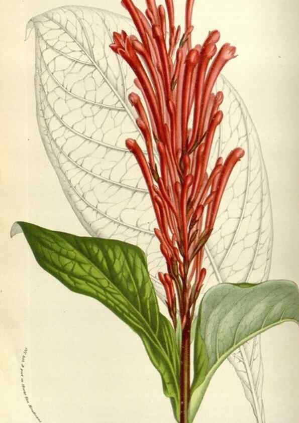 Reproducción/Reproduction 49584035886: Flore des serres et des jardins de l'Europe. A Gand :chez Louis van Houtte, eÌditeur,1845-1880.. 