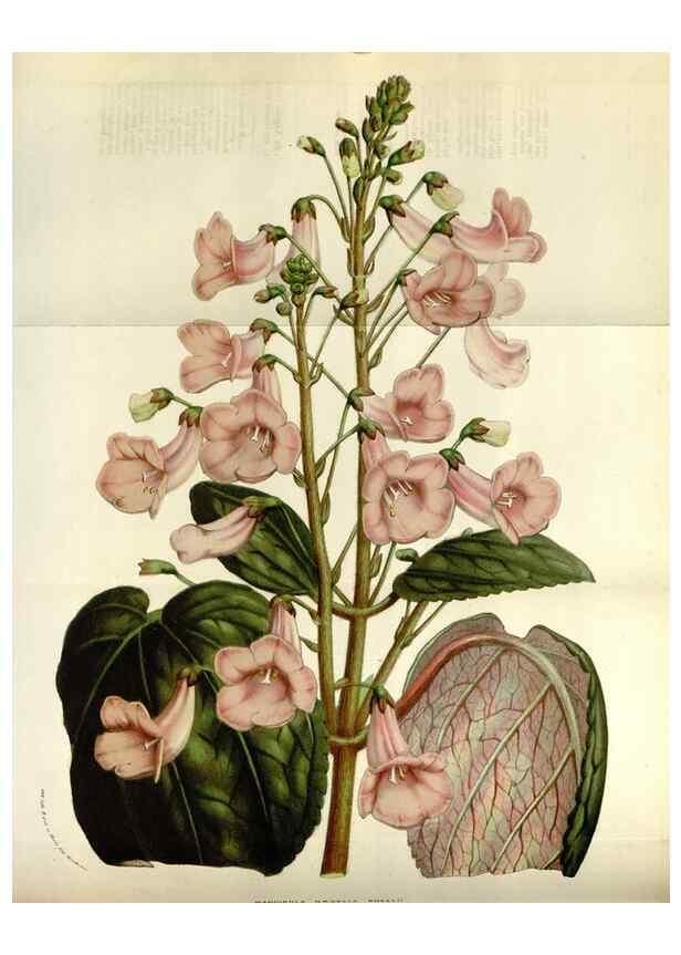 Reproducción/Reproduction 49584269092: Flore des serres et des jardins de l'Europe. A Gand :chez Louis van Houtte, eÌditeur,1845-1880.. 
