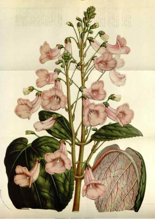 Reproducción/Reproduction 49584269092: Flore des serres et des jardins de l'Europe. A Gand :chez Louis van Houtte, eÌditeur,1845-1880.. 