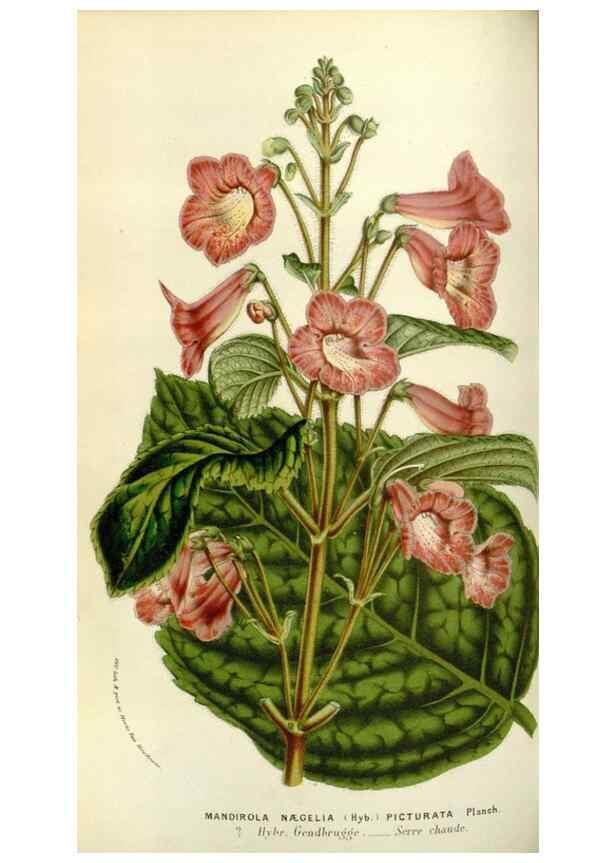 Reproducción/Reproduction 49584036666: Flore des serres et des jardins de l'Europe. A Gand :chez Louis van Houtte, eÌditeur,1845-1880.. 