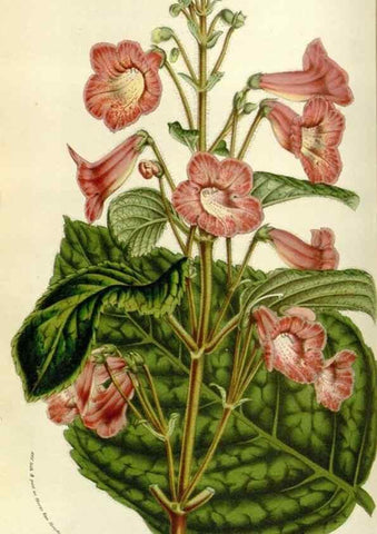 Reproducción/Reproduction 49584036666: Flore des serres et des jardins de l'Europe. A Gand :chez Louis van Houtte, eÌditeur,1845-1880.. 