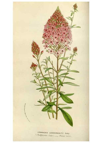 Reproducción/Reproduction 49583535968: Flore des serres et des jardins de l'Europe. A Gand :chez Louis van Houtte, eÌditeur,1845-1880.. 