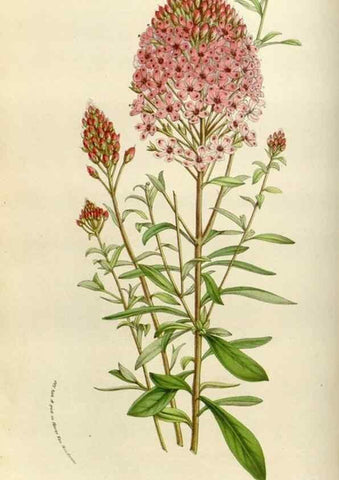 Reproducción/Reproduction 49583535968: Flore des serres et des jardins de l'Europe. A Gand :chez Louis van Houtte, eÌditeur,1845-1880.. 