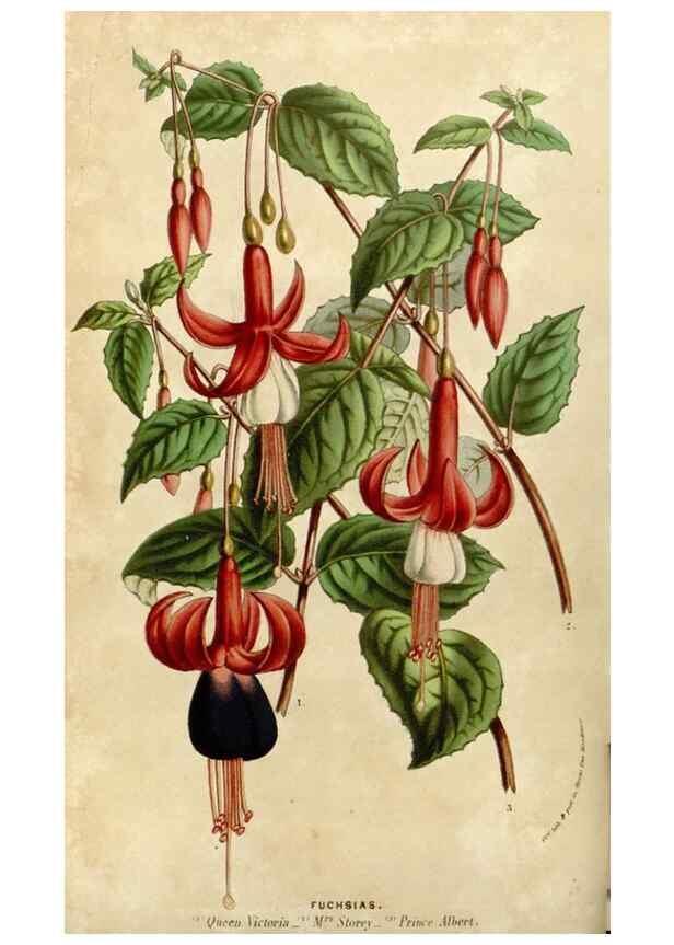 Reproducción/Reproduction 49584263227: Flore des serres et des jardins de l'Europe. A Gand :chez Louis van Houtte, eÌditeur,1845-1880.. 