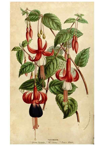 Reproducción/Reproduction 49584263227: Flore des serres et des jardins de l'Europe. A Gand :chez Louis van Houtte, eÌditeur,1845-1880.. 
