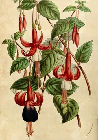 Reproducción/Reproduction 49584263227: Flore des serres et des jardins de l'Europe. A Gand :chez Louis van Houtte, eÌditeur,1845-1880.. 