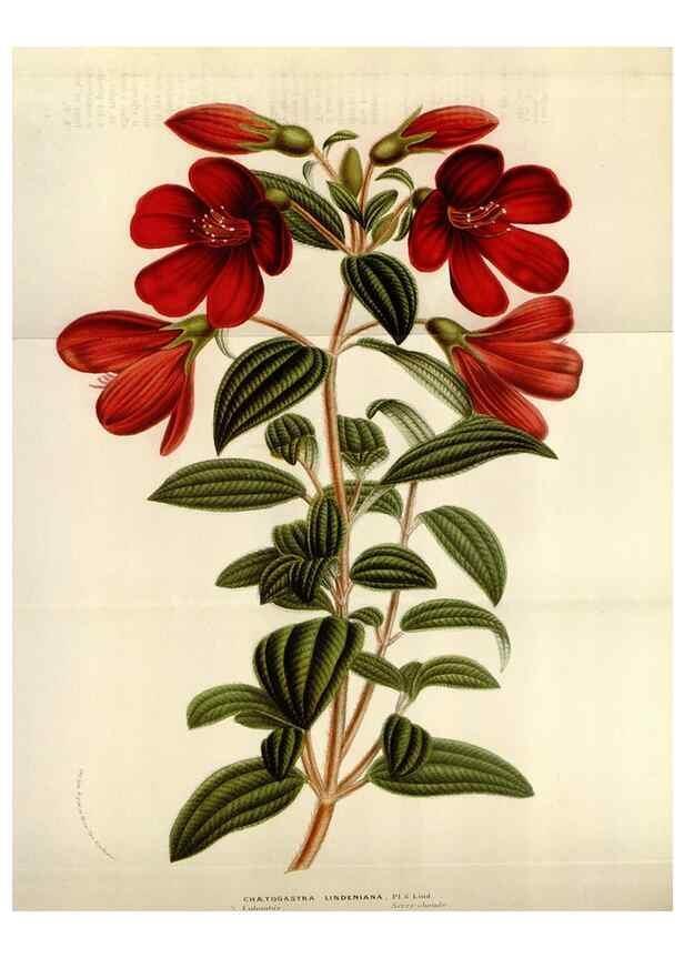 Reproducción/Reproduction 49584278767: Flore des serres et des jardins de l'Europe. A Gand :chez Louis van Houtte, eÌditeur,1845-1880.. 