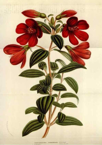 Reproducción/Reproduction 49584278767: Flore des serres et des jardins de l'Europe. A Gand :chez Louis van Houtte, eÌditeur,1845-1880.. 