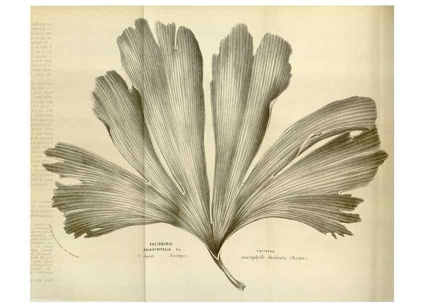 Reproducción/Reproduction 49584047926: Flore des serres et des jardins de l'Europe. A Gand :chez Louis van Houtte, eÌditeur,1845-1880.. 