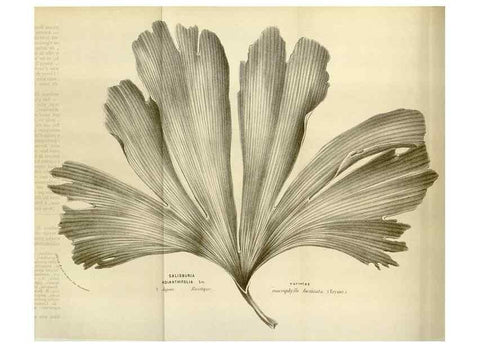 Reproducción/Reproduction 49584047926: Flore des serres et des jardins de l'Europe. A Gand :chez Louis van Houtte, eÌditeur,1845-1880.. 