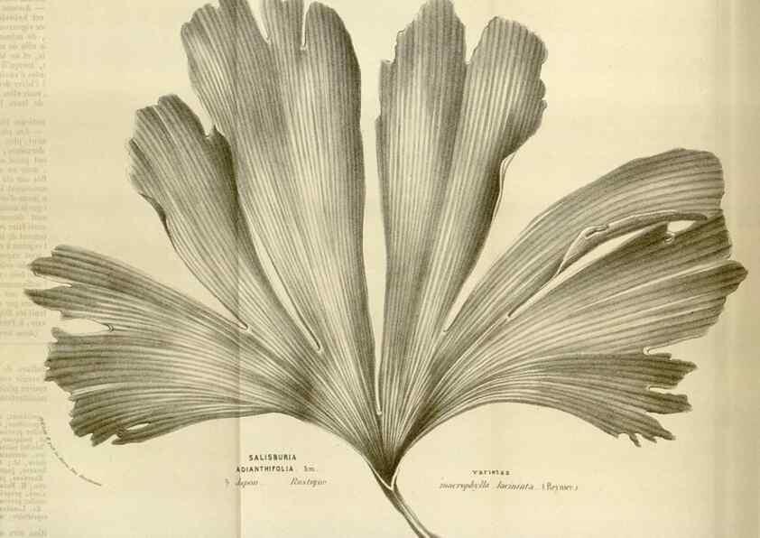 Reproducción/Reproduction 49584047926: Flore des serres et des jardins de l'Europe. A Gand :chez Louis van Houtte, eÌditeur,1845-1880.. 