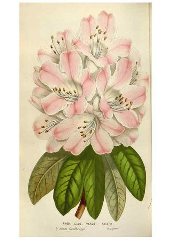 Reproducción/Reproduction 49584287152: Flore des serres et des jardins de l'Europe. A Gand :chez Louis van Houtte, eÌditeur,1845-1880.. 