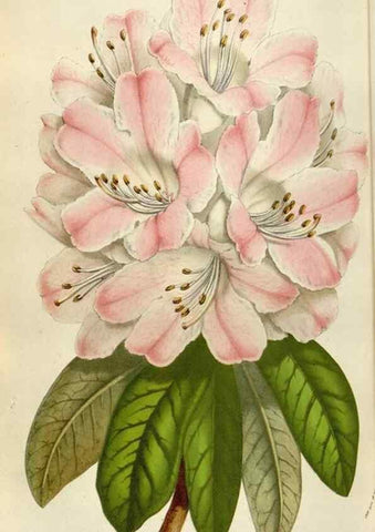 Reproducción/Reproduction 49584287152: Flore des serres et des jardins de l'Europe. A Gand :chez Louis van Houtte, eÌditeur,1845-1880.. 