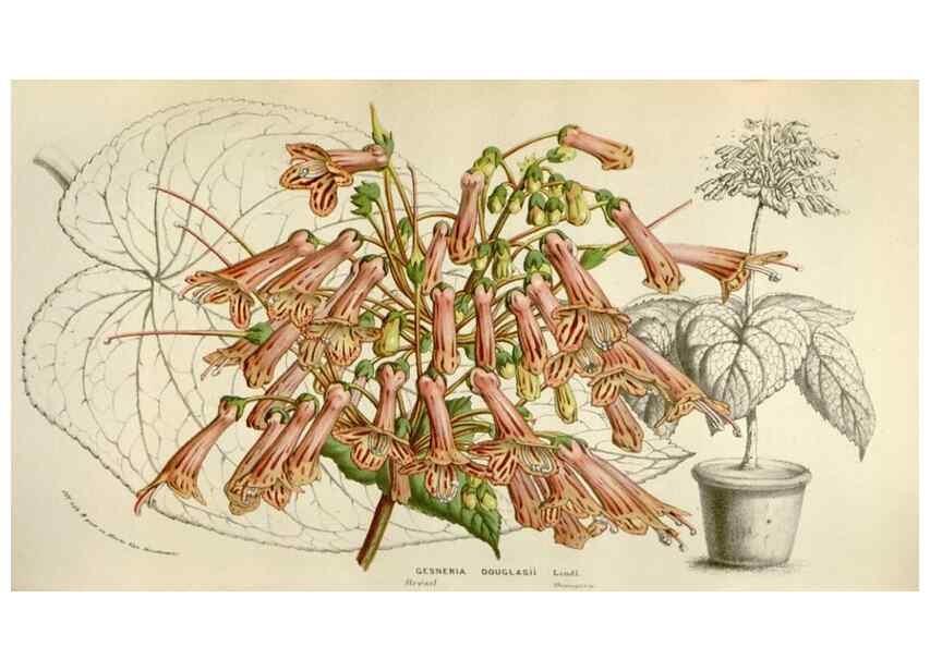 Reproducción/Reproduction 49584054971: Flore des serres et des jardins de l'Europe. A Gand :chez Louis van Houtte, eÌditeur,1845-1880.. 