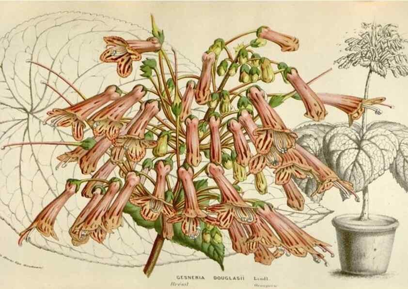 Reproducción/Reproduction 49584054971: Flore des serres et des jardins de l'Europe. A Gand :chez Louis van Houtte, eÌditeur,1845-1880.. 