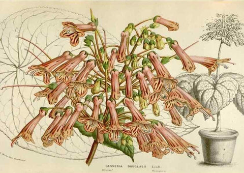 Reproducción/Reproduction 49584054971: Flore des serres et des jardins de l'Europe. A Gand :chez Louis van Houtte, eÌditeur,1845-1880.. 