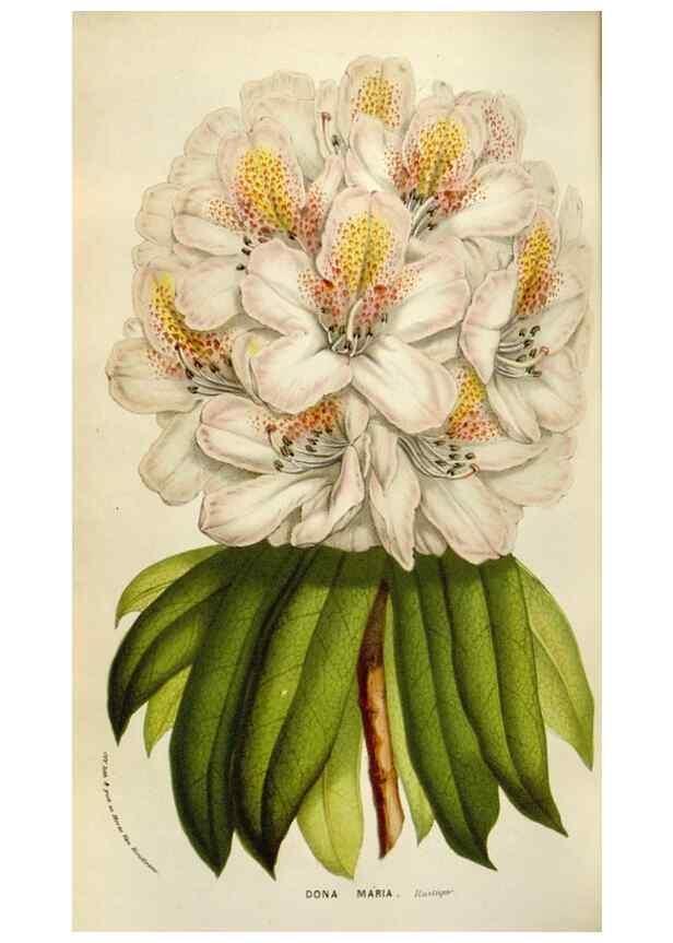 Reproducción/Reproduction 49584287822: Flore des serres et des jardins de l'Europe. A Gand :chez Louis van Houtte, eÌditeur,1845-1880.. 