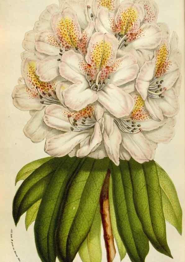 Reproducción/Reproduction 49584287822: Flore des serres et des jardins de l'Europe. A Gand :chez Louis van Houtte, eÌditeur,1845-1880.. 