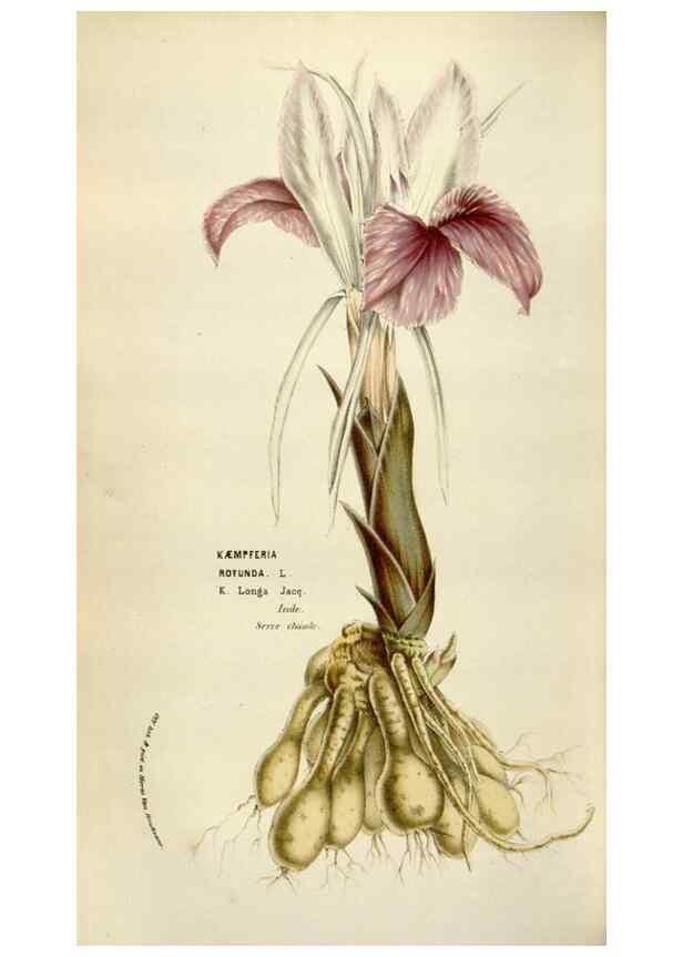 Reproducción/Reproduction 49583557473: Flore des serres et des jardins de l'Europe. A Gand :chez Louis van Houtte, eÌditeur,1845-1880.. 