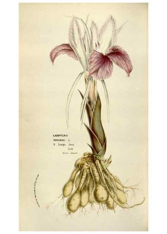 Reproducción/Reproduction 49583557473: Flore des serres et des jardins de l'Europe. A Gand :chez Louis van Houtte, eÌditeur,1845-1880.. 