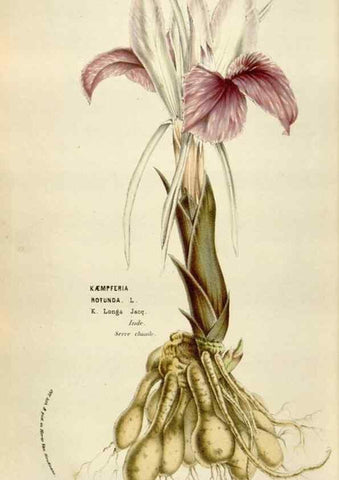 Reproducción/Reproduction 49583557473: Flore des serres et des jardins de l'Europe. A Gand :chez Louis van Houtte, eÌditeur,1845-1880.. 