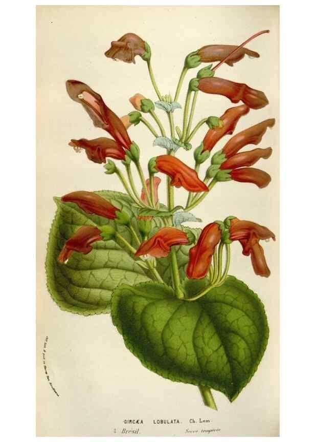 Reproducción/Reproduction 49584288562: Flore des serres et des jardins de l'Europe. A Gand :chez Louis van Houtte, eÌditeur,1845-1880.. 