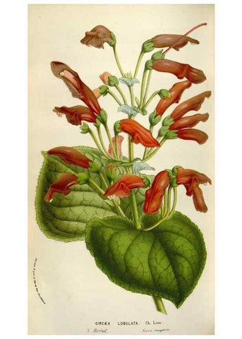Reproducción/Reproduction 49584288562: Flore des serres et des jardins de l'Europe. A Gand :chez Louis van Houtte, eÌditeur,1845-1880.. 
