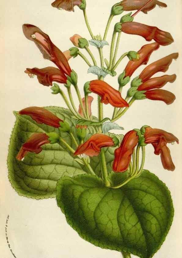 Reproducción/Reproduction 49584288562: Flore des serres et des jardins de l'Europe. A Gand :chez Louis van Houtte, eÌditeur,1845-1880.. 
