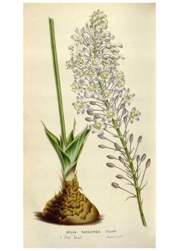 Reproducción/Reproduction 49584288952: Flore des serres et des jardins de l'Europe. A Gand :chez Louis van Houtte, eÌditeur,1845-1880.. 